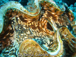 Giant clam by Raoul Caprez 